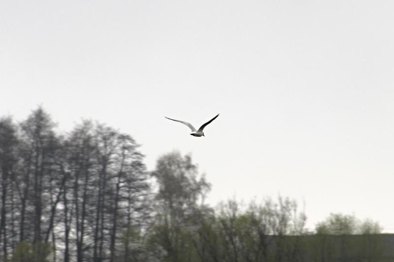 IMG_3307_800x533