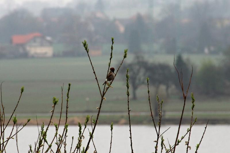 IMG_3367_800x533