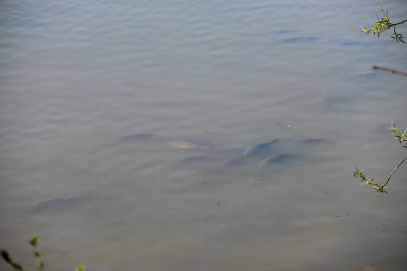 IMG_4307_800x533