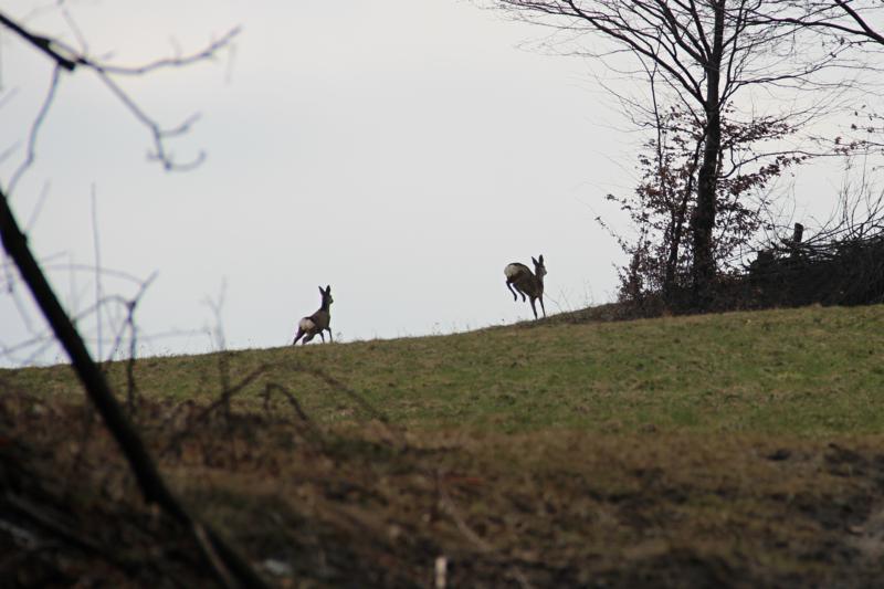 IMG_0429_800x533