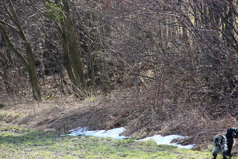 IMG_0538_800x533