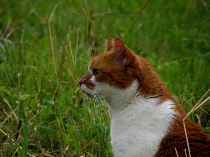 P7140094_800x600