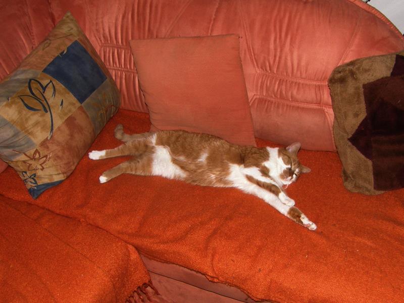 P7290118_800x600