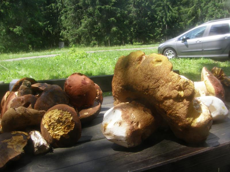 P6300828_800x600