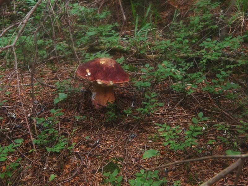 P7020889_800x600