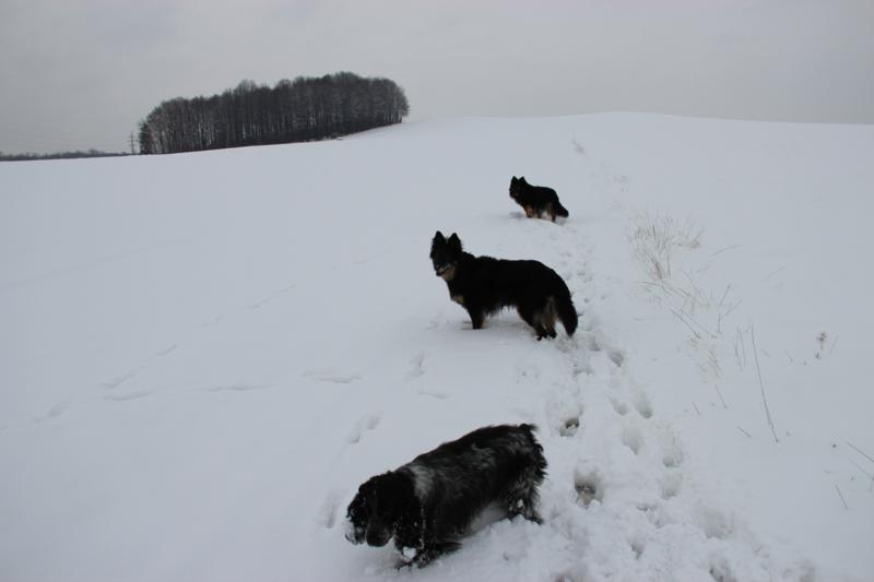 IMG_0577_800x533